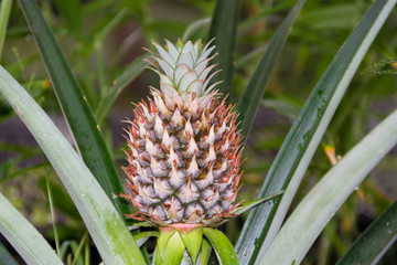fresh pineapples in the organic garden plant
