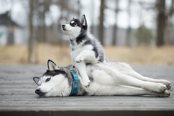 Portrait of the female husky with puppy at autumn time