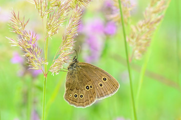 Butterfly with brown wings and dots on them