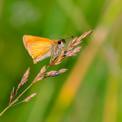 Butterfly ochlodes sylvanus with yellow folded wings