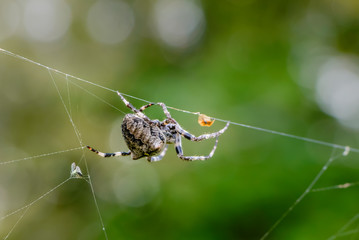 Female pack descends on thread of web