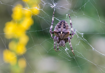 Large female spider sits in its web