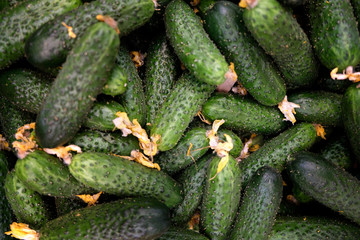 Short deep-green pickles in store