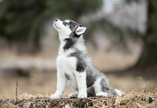 portrait cute puppy of Siberian husky sitting on the grass in autumn