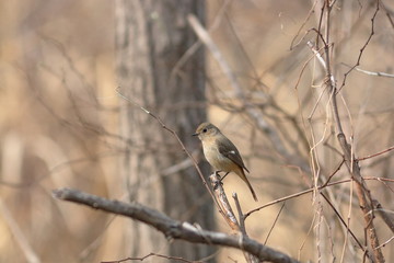 木にとまるジョウビタキ