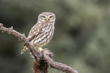Athene noctua little owl