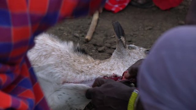 African man drinking blood from a goat's neck