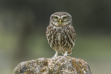 Athene noctua little owl