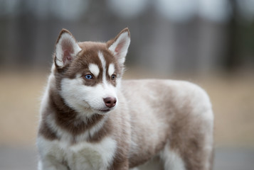 Cute puppy Siberian husky on the ground