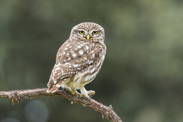 Athene noctua little owl