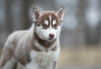 Cute puppy Siberian husky on the ground