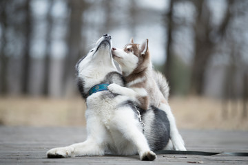 Portrait of the female husky with puppy at autumn time © vivienstock