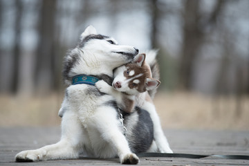 Portrait of the female husky with puppy at autumn time