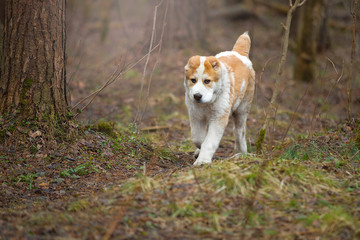 Naklejka na ściany i meble Cute puppy Alabai (Asian shepherd) runs in the woods