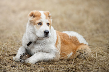 Cute puppy Alabai (Asian shepherd) playing with a stick