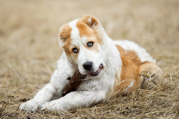 Cute puppy Alabai (Asian shepherd) playing with a stick