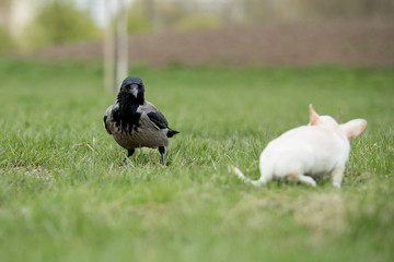 Raven watches the puppy Chihuahua