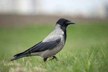 Raven watches the puppy Chihuahua