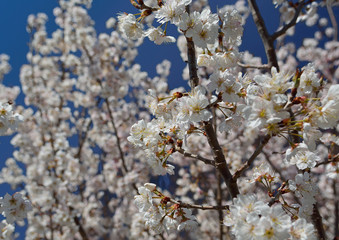 巴旦杏（スモモ）の白い花
