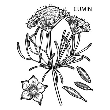 Graphic cumin set