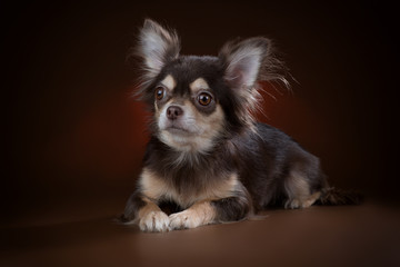 Beautiful Chihuahua on a brown background in the Studio