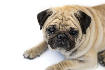 Pug dog isolated on white background