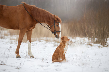 Dog and horse, Red horse and red dog walking in the field in winter. Dog Nova Scotia Duck Tolling Retriever