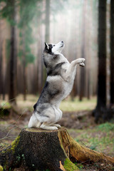 The dog in the woods. Siberian husky in a forest on a stump © vivienstock