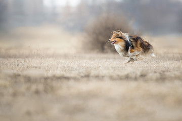 Shetland sheepdog catching disc. Frisbee dog