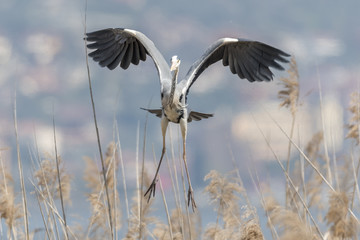grey heron flying at lake