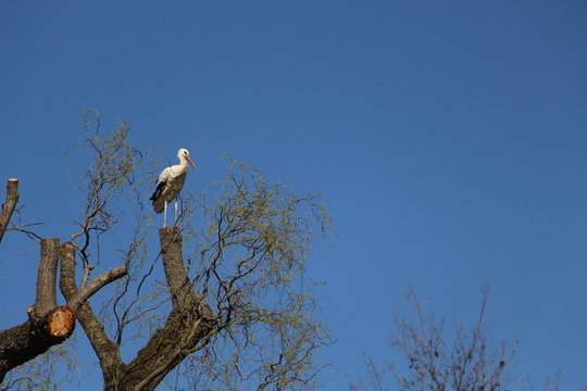 Sorch auf dem Baum