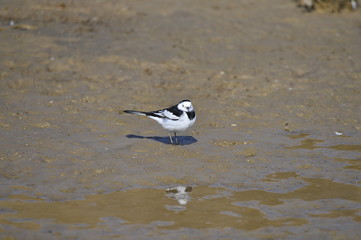 A beautiful bird in wetlands