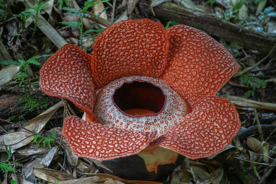 Rafflesia stock photos and royalty-free images, vectors and