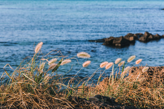 Jeju city