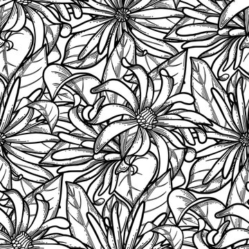 Graphic star anise