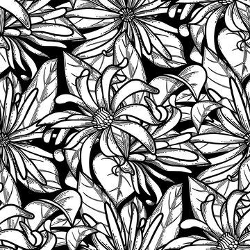 Graphic star anise