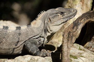 Iguana at Mexican Caribbean