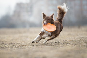 Dog catching flying disk, pet playing outdoors in a park.