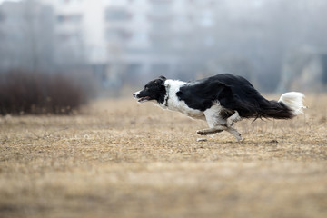 Border collie catching frisbee close up shoot