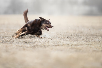 Dog running and playing in the park.