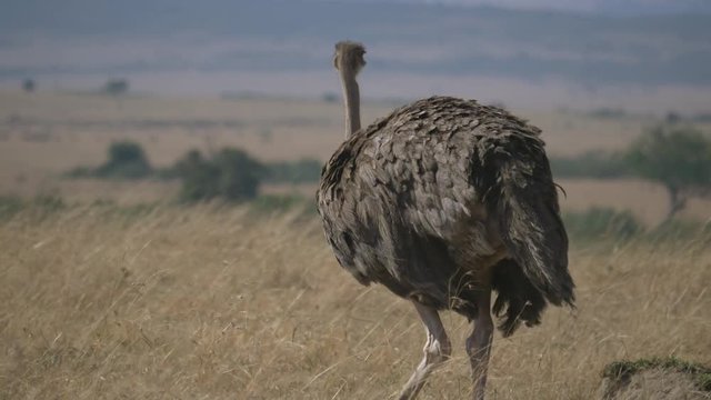Female ostrich in Masai Mara