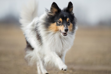 Shetland sheepdog catching disc. Frisbee dog