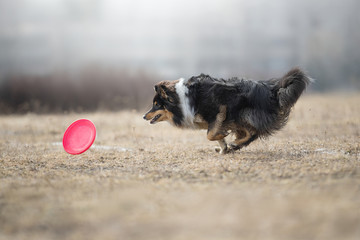 Border collie catching frisbee close up shoot