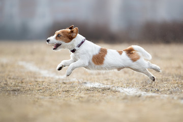 Dog running and playing in the park. Jack Russell Terrier