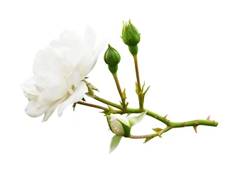 Papier Peint photo autocollant Roses Fleur et bourgeons de rose blanche de jardin