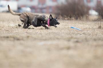 Dog catching flying disk, pet playing outdoors in a park.
