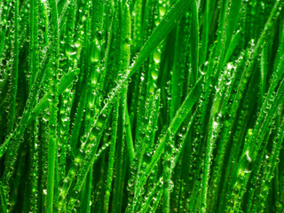 Fototapeta na wymiar Fresh green wheat grass with drops dew / macro on blue sky background.