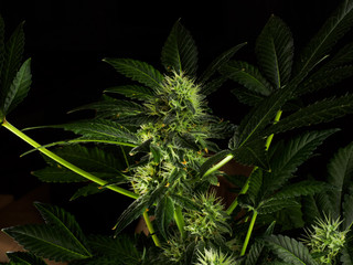 Detail of Cannabis cola (green crack marijuana strain) with visible hairs, trichomes and leaves on late flowering stage - isolated over black background