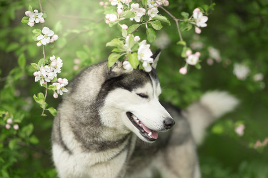 Siberian husky in the spring flowers of the Apple tree