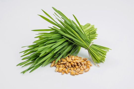 Shot glass of wheat grass with fresh cut wheat grass and wheat grains